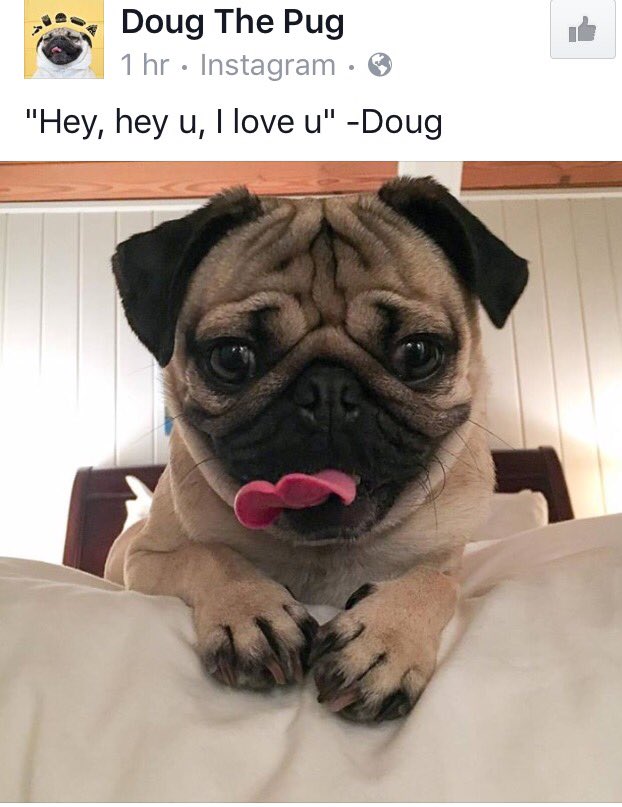 DLsoftball16 tweet media