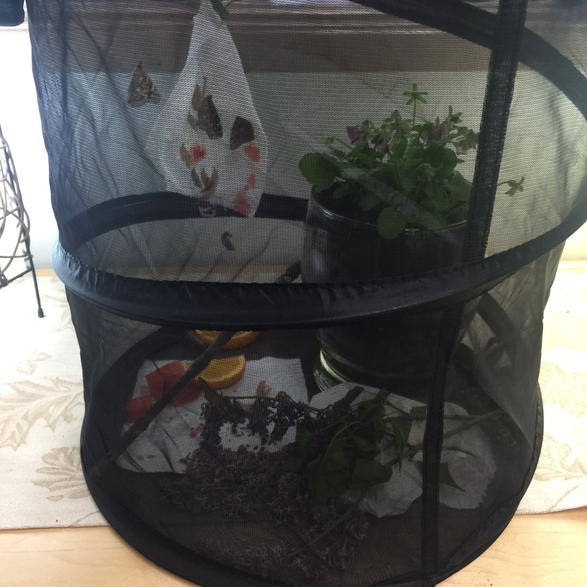TennerAshley's tweet photo. The butterflies have come out of their cocoons! @ChildCareYMCA   #sciencefun #butterflies #lifecycle https://t.co/0CXWsfwTi3
