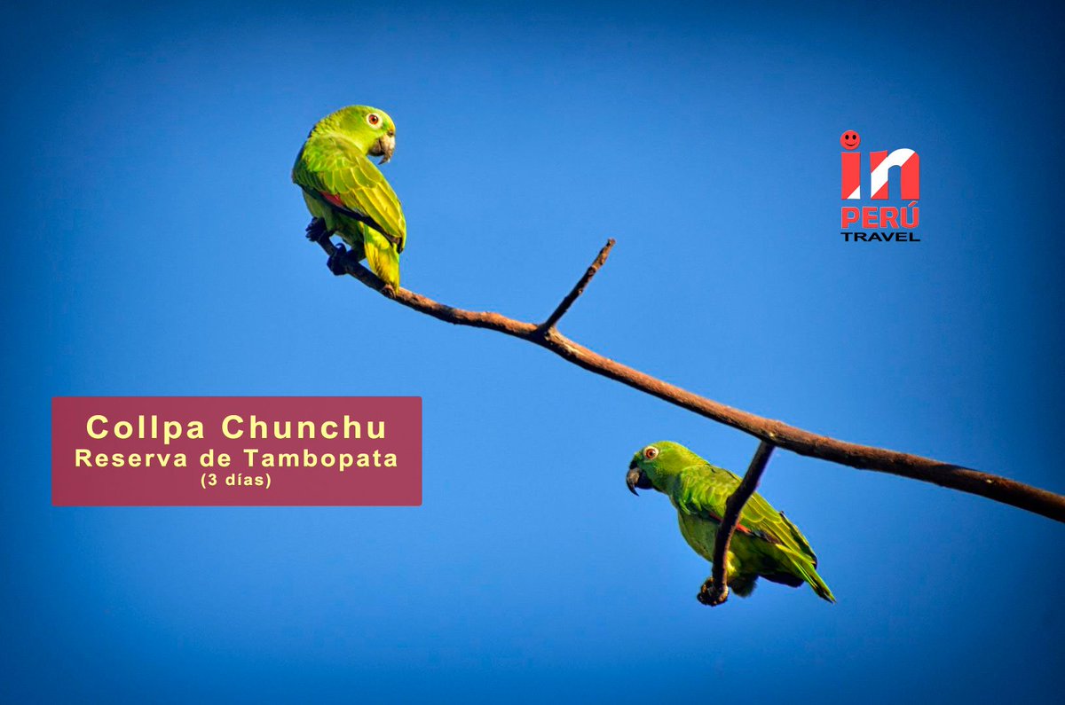 Viajes2Peru's tweet photo. Collpa Chunchu (3 Días) desde USD $ 387. Visite la #ReservaNacional #Tambopata #Candamo. https://t.co/Uu88mBv8Yy https://t.co/y5c28HaBZV