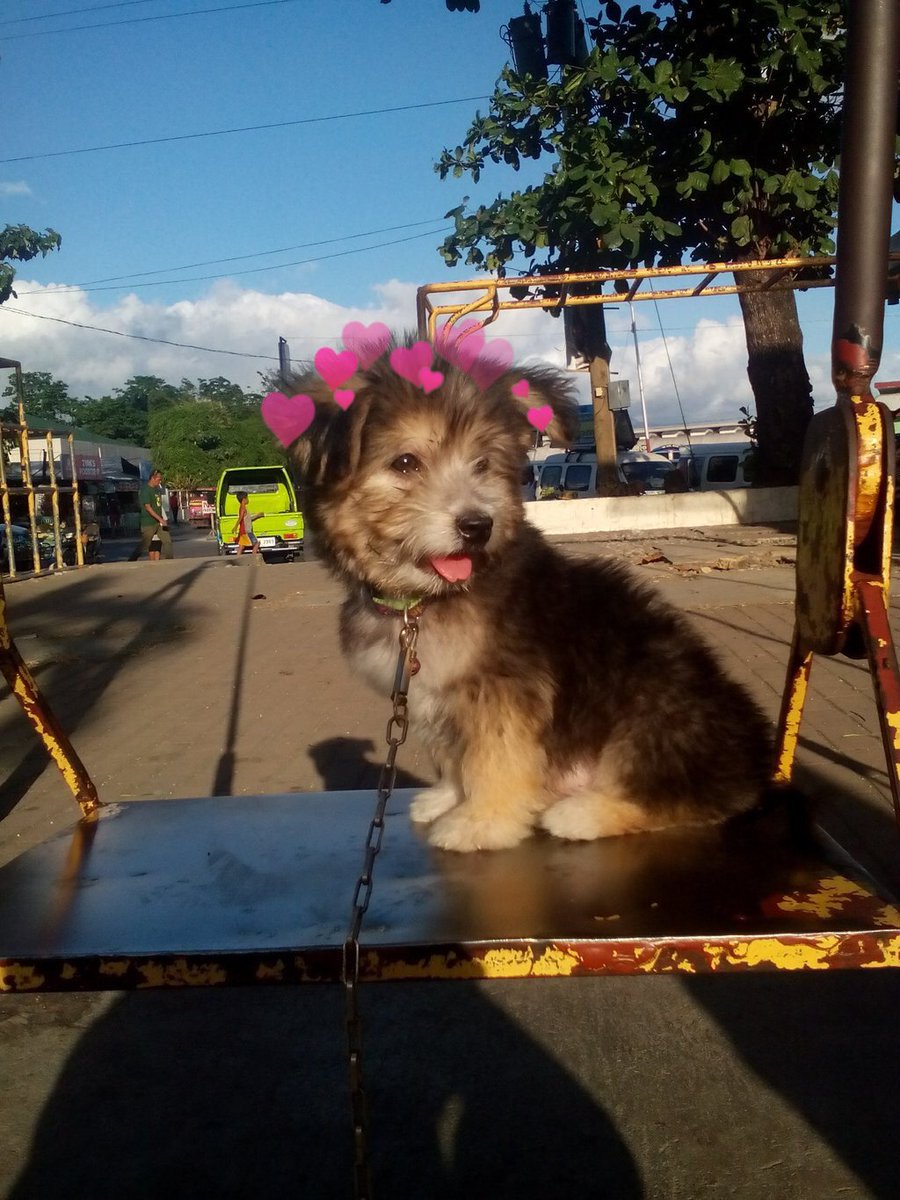 hearts on puppies (@heartsonpups) on Twitter photo 