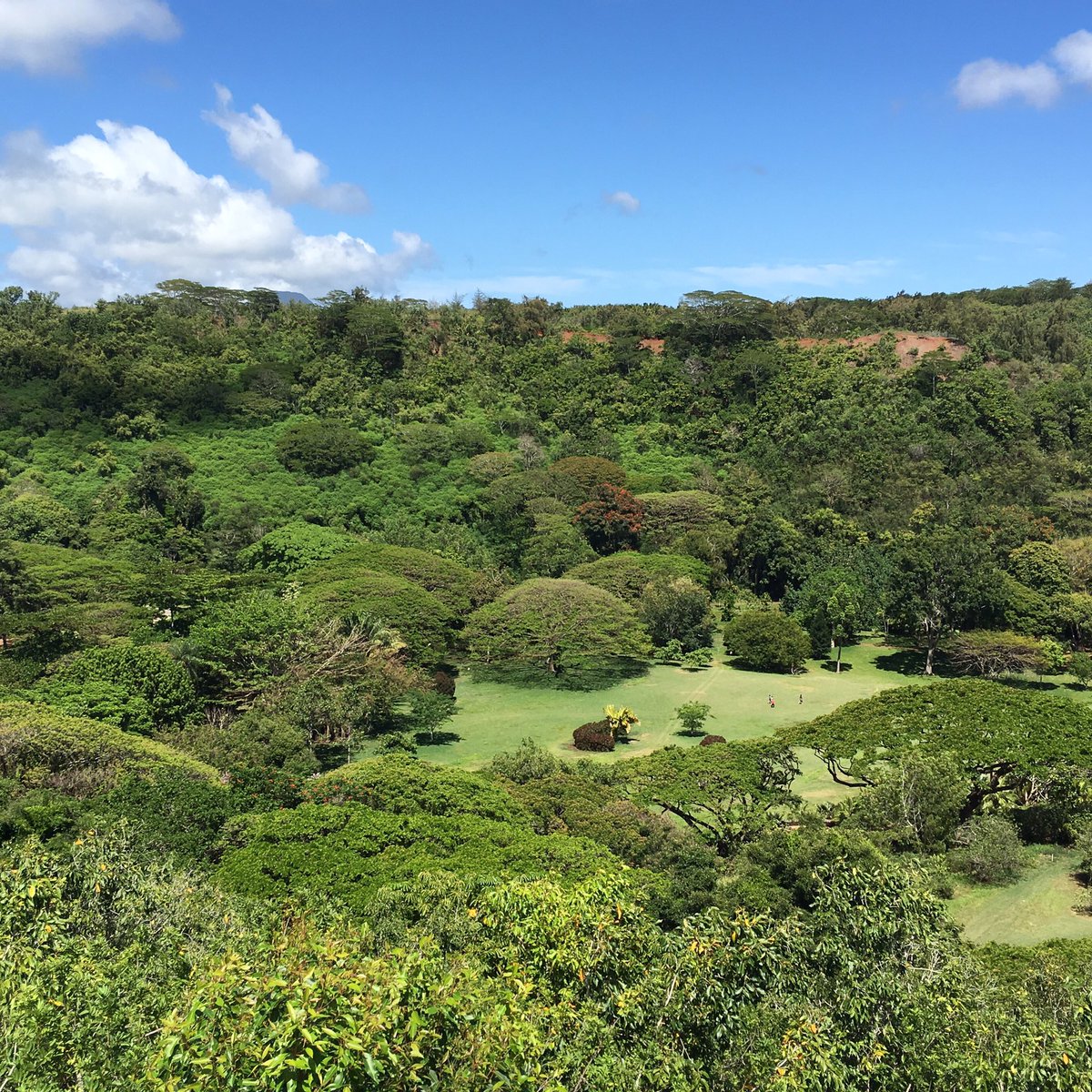 Kōloa Rum Company tweet media