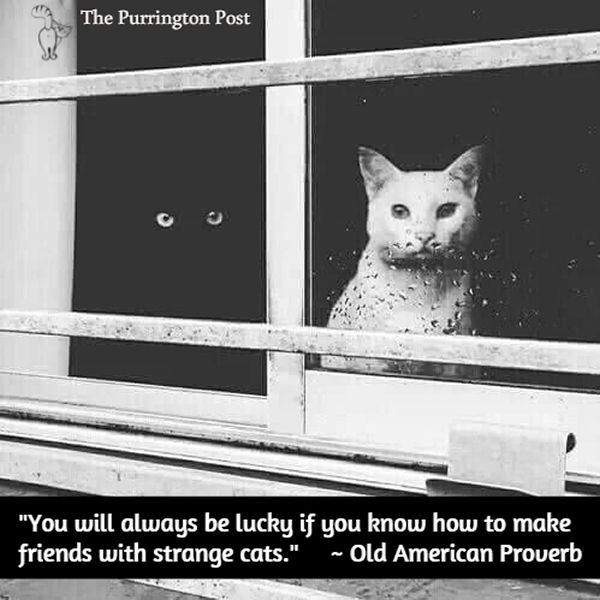 purringtonpost's tweet photo. RT if you agree #cats #catsrule https://t.co/h09r3vVIOf