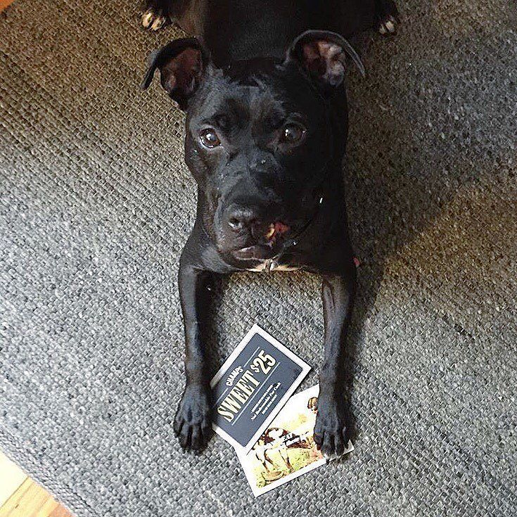 Ready for a meal at Champs! Just a little thank you to Onyx's hardworking foster mom Lesa 🙏🏼✨ Help us find this swe…