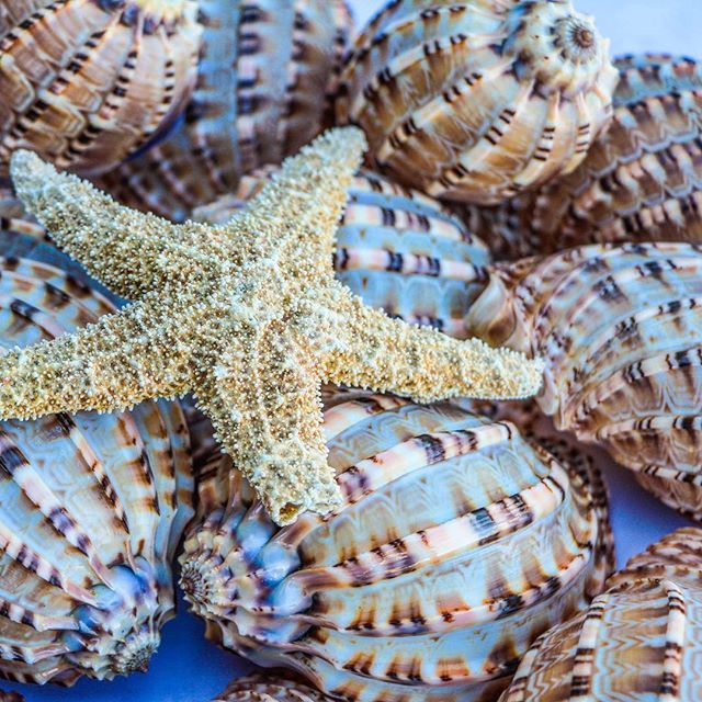 starfishstuff's tweet image. Beautiful harpa major and sugar starfish #pier39 #pier39sf #pier39sanfrancisco #sf #sanfra… ift.tt/1rX6JwT