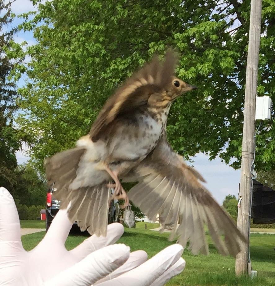 salthaven_org's tweet image. Yesterday we were able to #release a #HermitThrush who was one of many #WindowStrike victims we've had this year