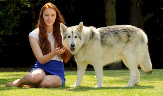 SFACC's tweet photo. Sophie Turner #SansaStark adopted the dog who played her direwolf. Come to our #ManeofThrones event &amp; adopt your own https://t.co/1EmmqsCTHX