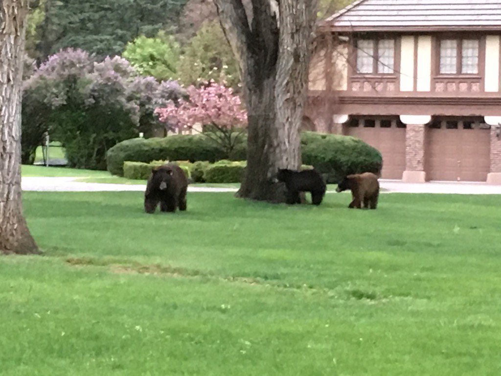 Finally met our nice neighbors in #ColoradoSprings (at least I hope they are nice!)