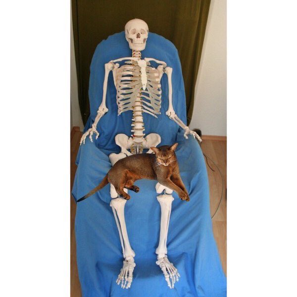 ComedyPosts's tweet photo. When your pet falls asleep on u and u don't want to wake it so u just sit there until you die of natural causes https://t.co/rPIpmM0Vwj