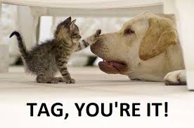 dogipack's tweet photo. #dogipack #dogsofinstagram #adoptdontshop #rescuedogs https://t.co/NFl8Lcssj4