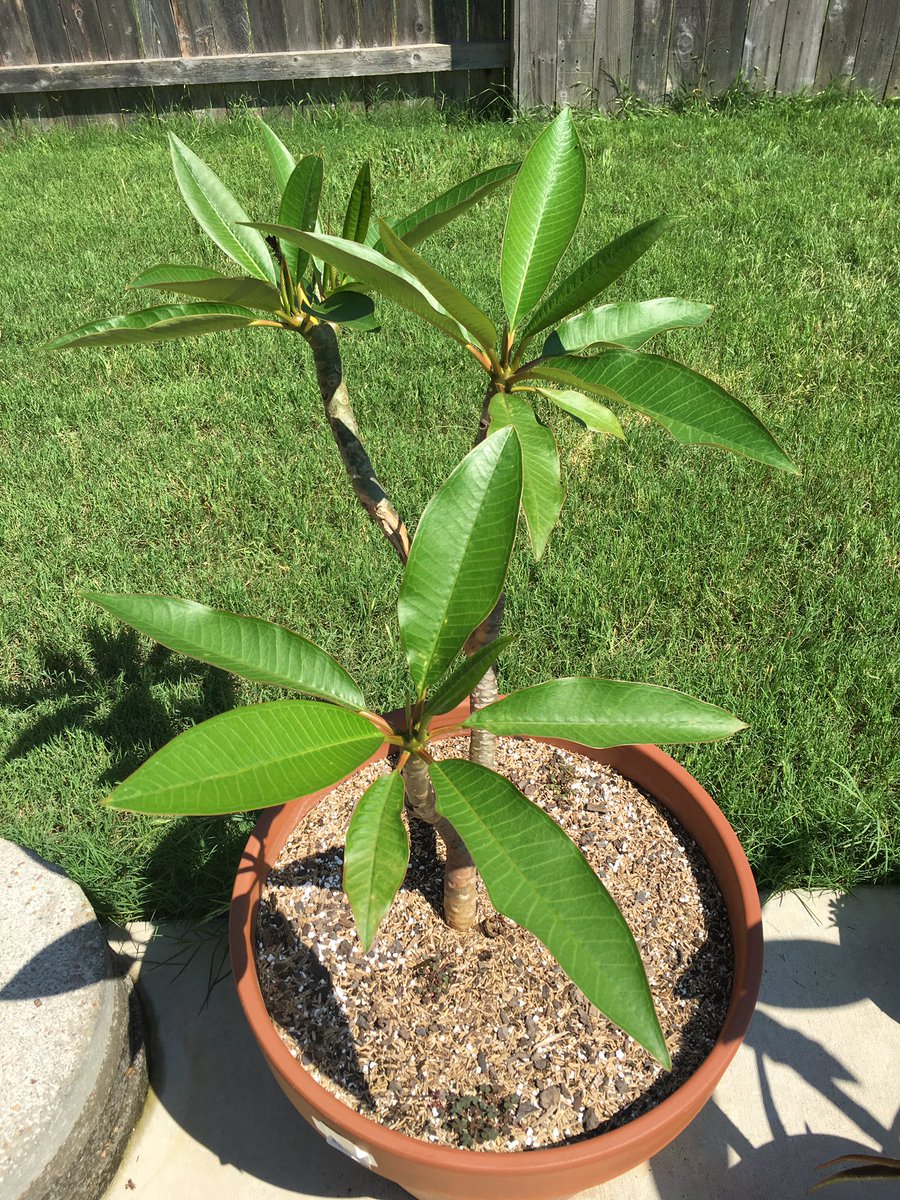 ManorGrows's tweet photo. No flowers yet but I love #plumeria. The green leaves are fantastic.  #horticulture #gardening https://t.co/zrayKSjJsH