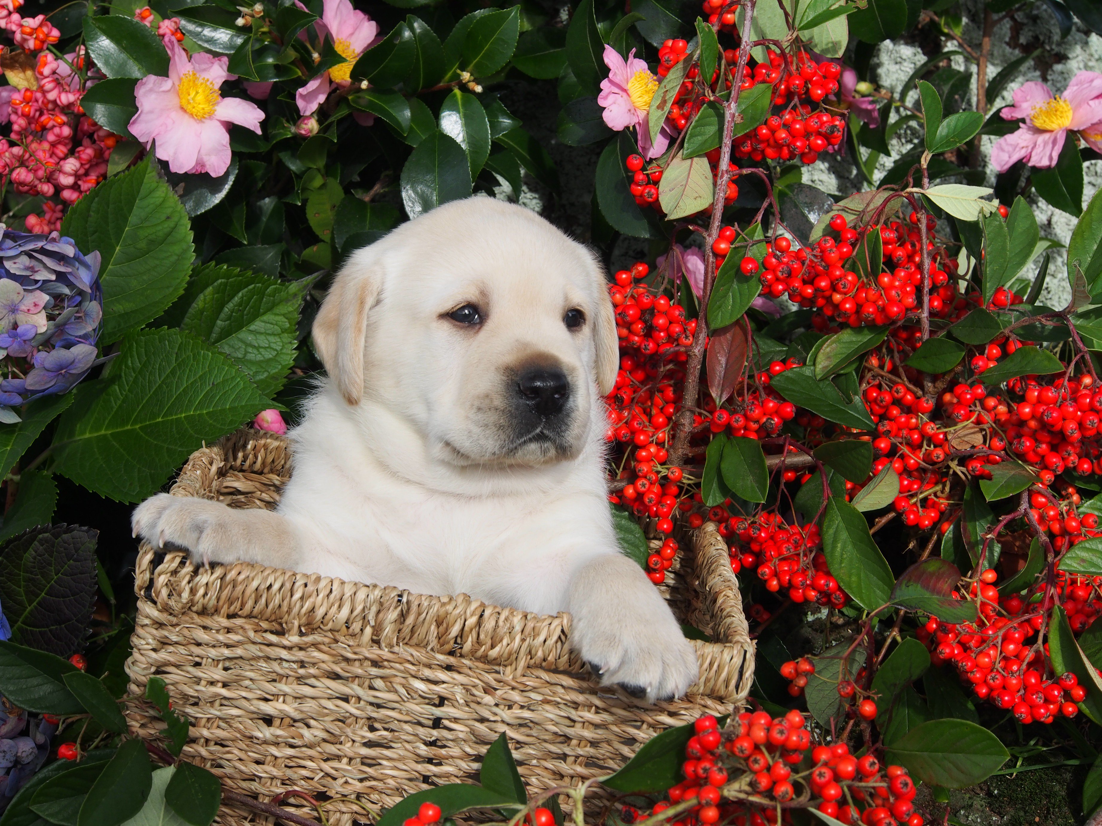 Cornerstone labradors 2025