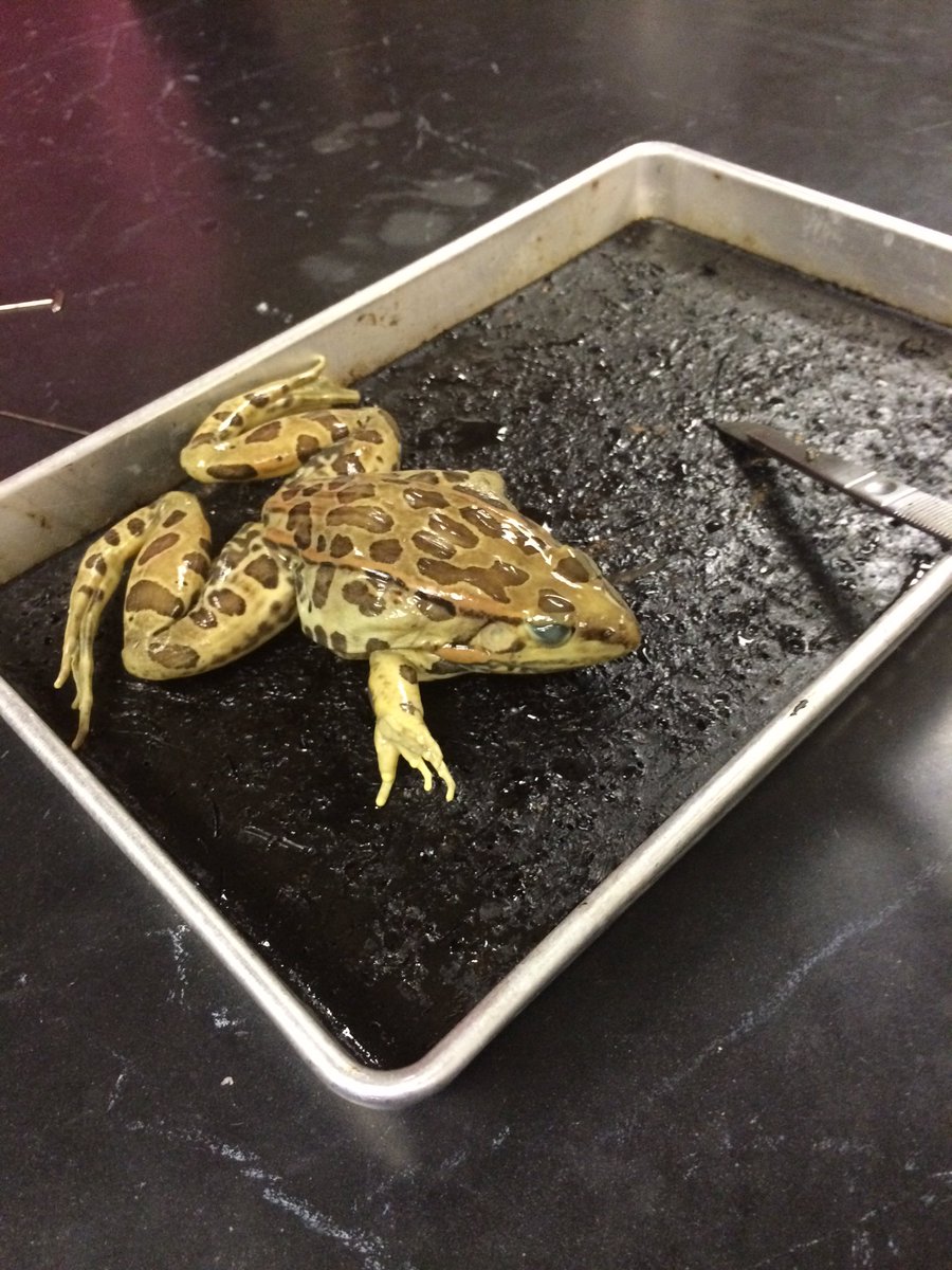KyreeNero's tweet photo. It's dat boi, oh sht whaddup https://t.co/5AUM9XlPDw