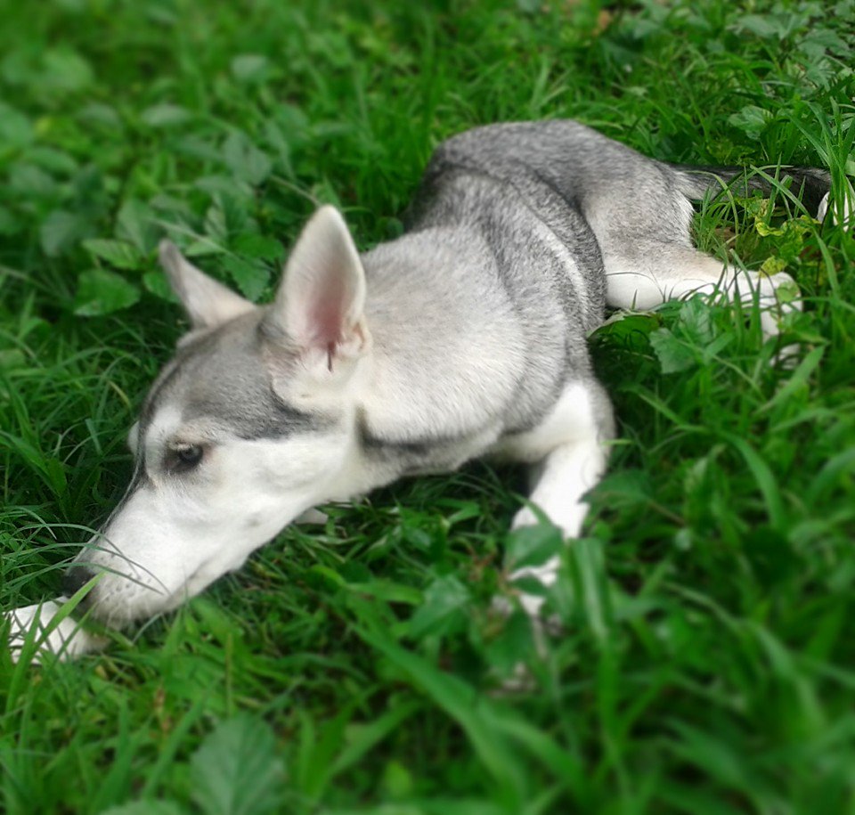 clubskylamut's tweet photo. El sentido del olfato de un perro es 40 veces mejor que el de una persona. por ello, el olfato es básico en su vida https://t.co/XmcUAQLqS3