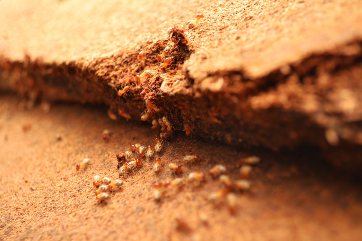 nuHomeCompany's tweet photo. Don't let termites surprise you, visit The #BetterHomeBlog for #Insect #Tips! Visit: https://t.co/5AwCKRDLRQ https://t.co/YAIEAMyrBs