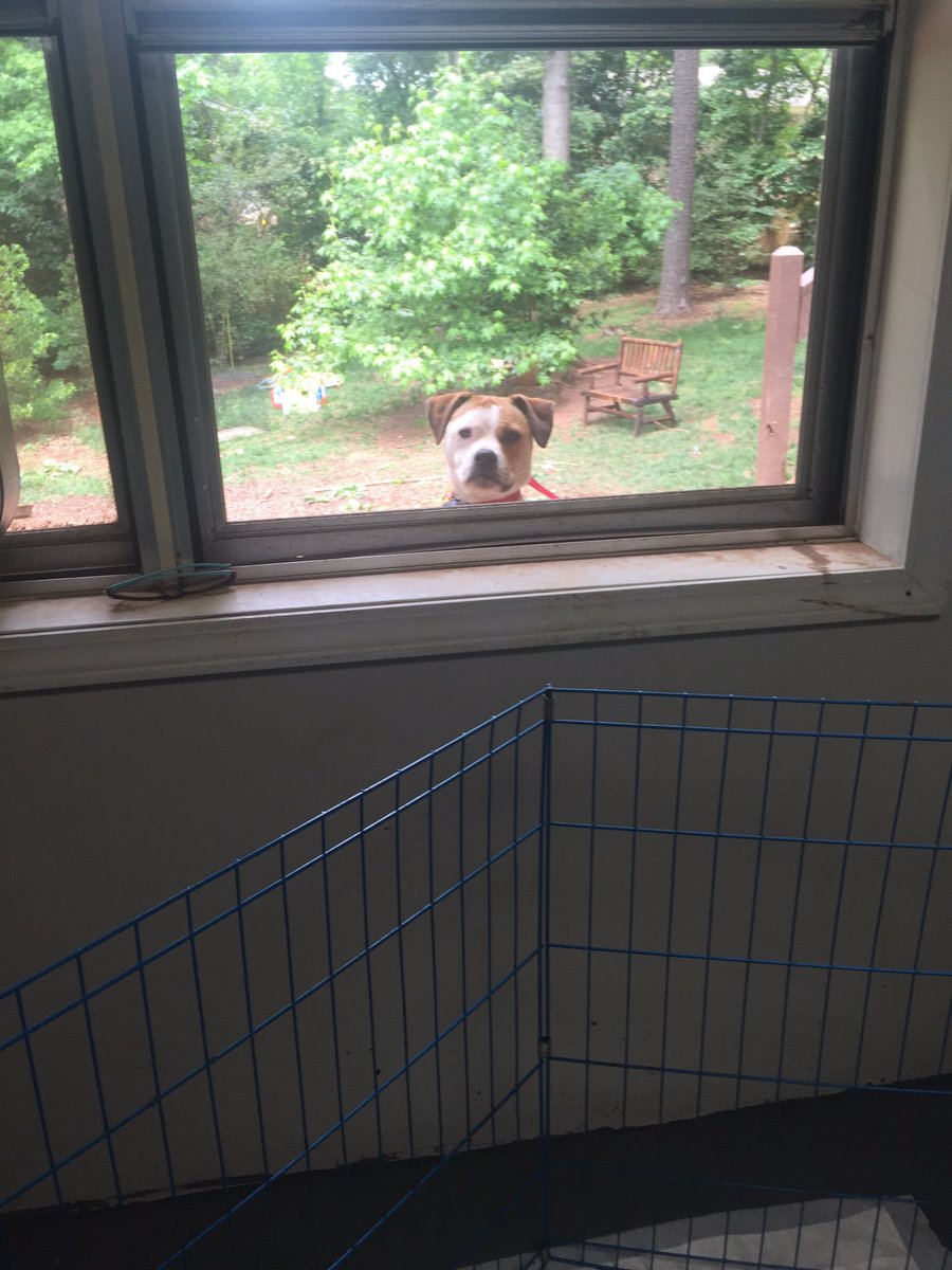 "are they in here?" Bailey is searching for her forever family. Bosleysplace.com/puppies #AdoptDontShop #bosleysplace