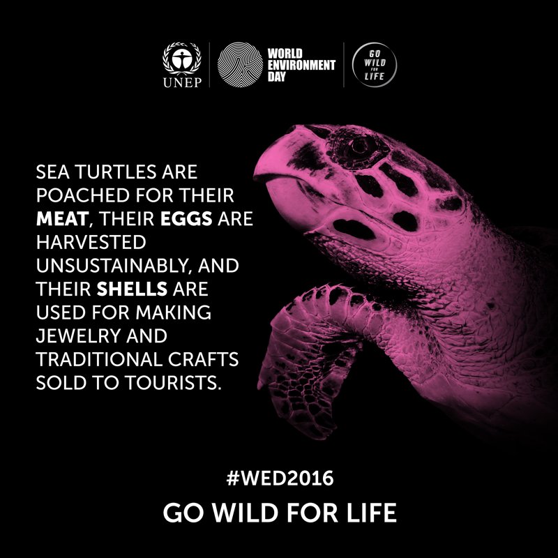UNEP's tweet photo. Sea turtles are poached for their meat. Stand up for sea turtles by taking part in #WED2016 https://t.co/fI8rtL09JV https://t.co/fhSoOkQ03r
