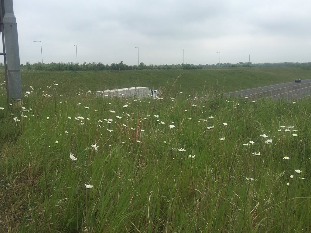 Bastion for our wildflowers. <a href="/Love_plants/">Plantlife</a> <a href="/WildaboutPlants/">Plantlife</a>.