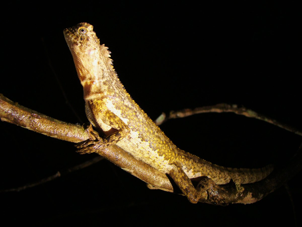 RupWildlife's tweet photo. Uranoscodon superciliosus can utilize a unique stride to run across a body of water without breaking the surface... https://t.co/zHi7nSBfy3