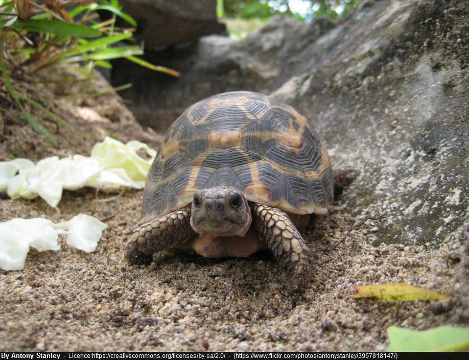 blog_mada's tweet photo. " Flat-backed Spider #Tortoise, #Parc #Endemika ", #Madagascar
D'autres photos sur https://t.co/R0DvCrGI5I https://t.co/TSpC4RhRPm