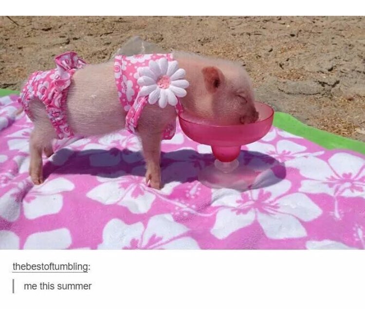 ClappingWalrus's tweet image. 