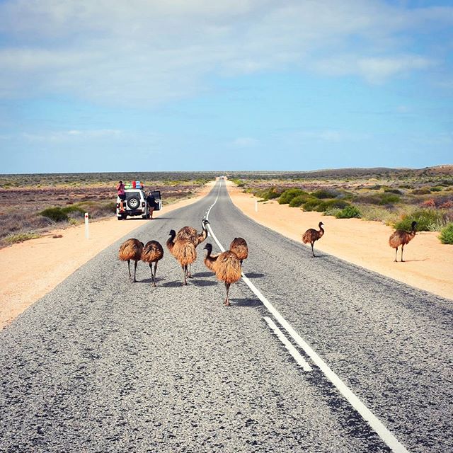 Australia's tweet photo. This is what a traffic jam looks like at @thecoralcoast (Photo via IG/capecoconut in @WestAustralia) https://t.co/IsbC4CLmLc