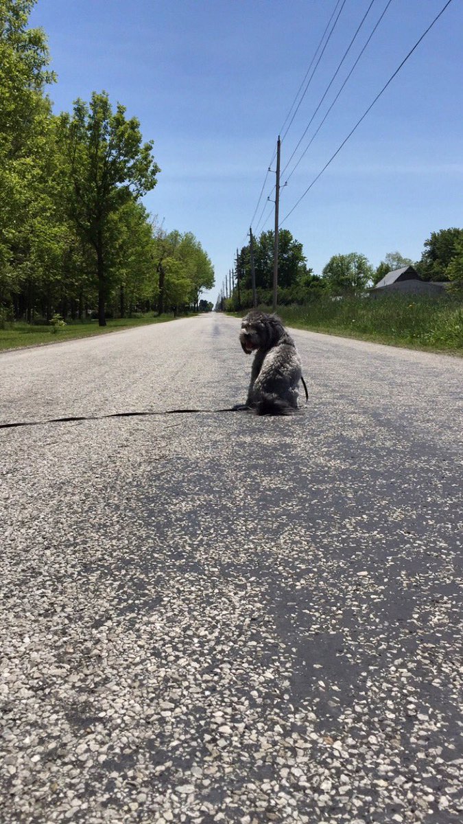 emharloo's tweet photo. Model status: pooch edition 🐶 https://t.co/oWs2s2G7dU