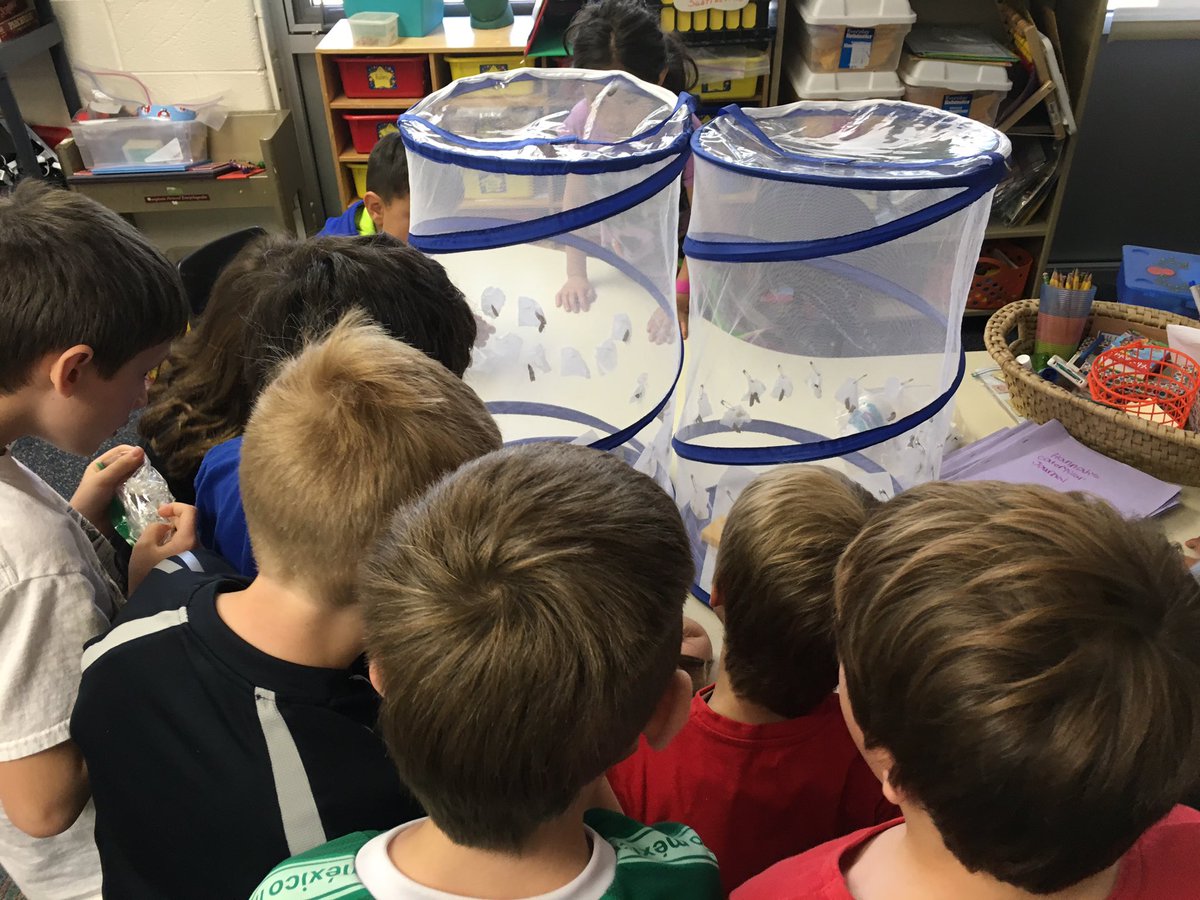 Pure excitement! Watching the butterfly emerge from the chrysalis! <a href="/LonePineSchool/">Lone Pine Elementary</a> <a href="/BHS_PYP/">BHS PYP Teachers</a> #sharingtheplanet