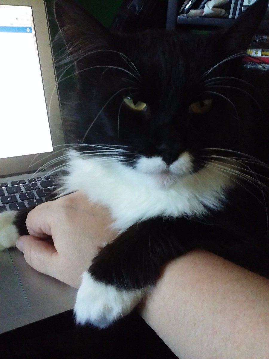 TashaRobinson's tweet photo. "Oh, you're writing? No problem, I'll just flop down right here, completely out of your way. Don't mind me." https://t.co/WqNVX9wsZa