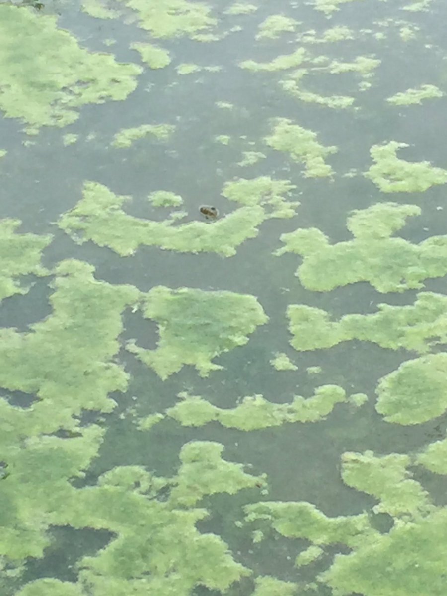abbymon_lhs's tweet photo. 7. Amphibian #bakerhunt #teamabbymarleevictoria @msball_lhs https://t.co/uMJEvveWYD