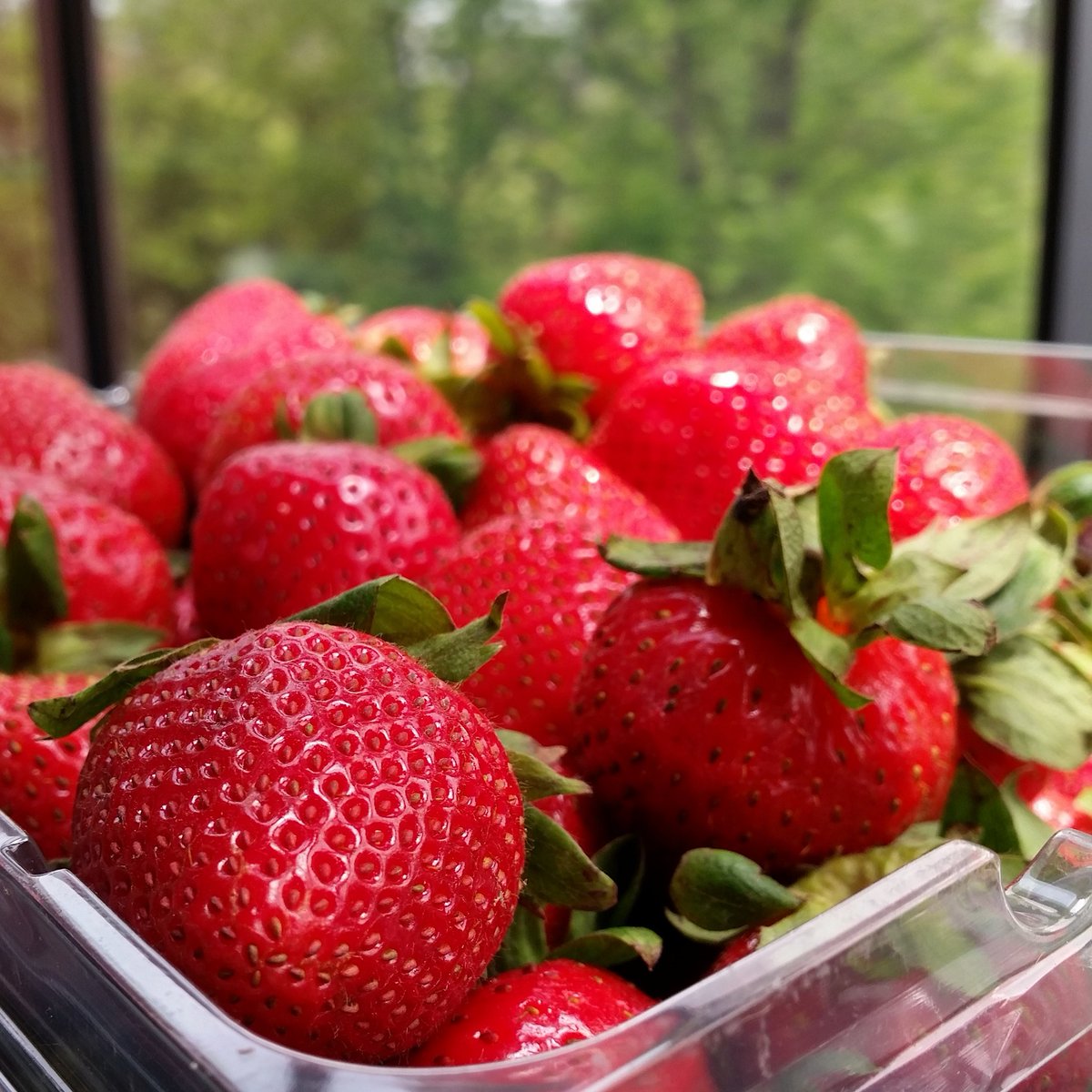 GnocchingShop's tweet photo. Amtrak! Strawberries! Oh my! #Amtrak #rail #strawberries #train #CaliforniaZephyr https://t.co/XX0ecXm0rw