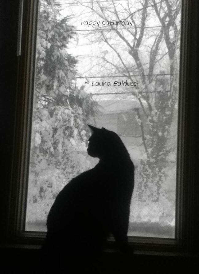 _BOSS_TALK_'s tweet photo. I'm adopting another cat from my mom. Pumpkin was found under a bush with her mom and sister a few years ago. https://t.co/YLaNZQOhPT