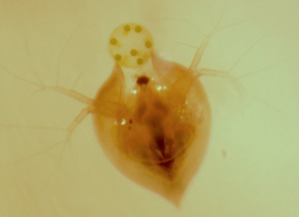fragenviron's tweet photo. May 18 2016. Two new species found at the #vernalpool: #Volvox  and the Daphniid #Scapholeberis sp. https://t.co/SDxG5UdN3T