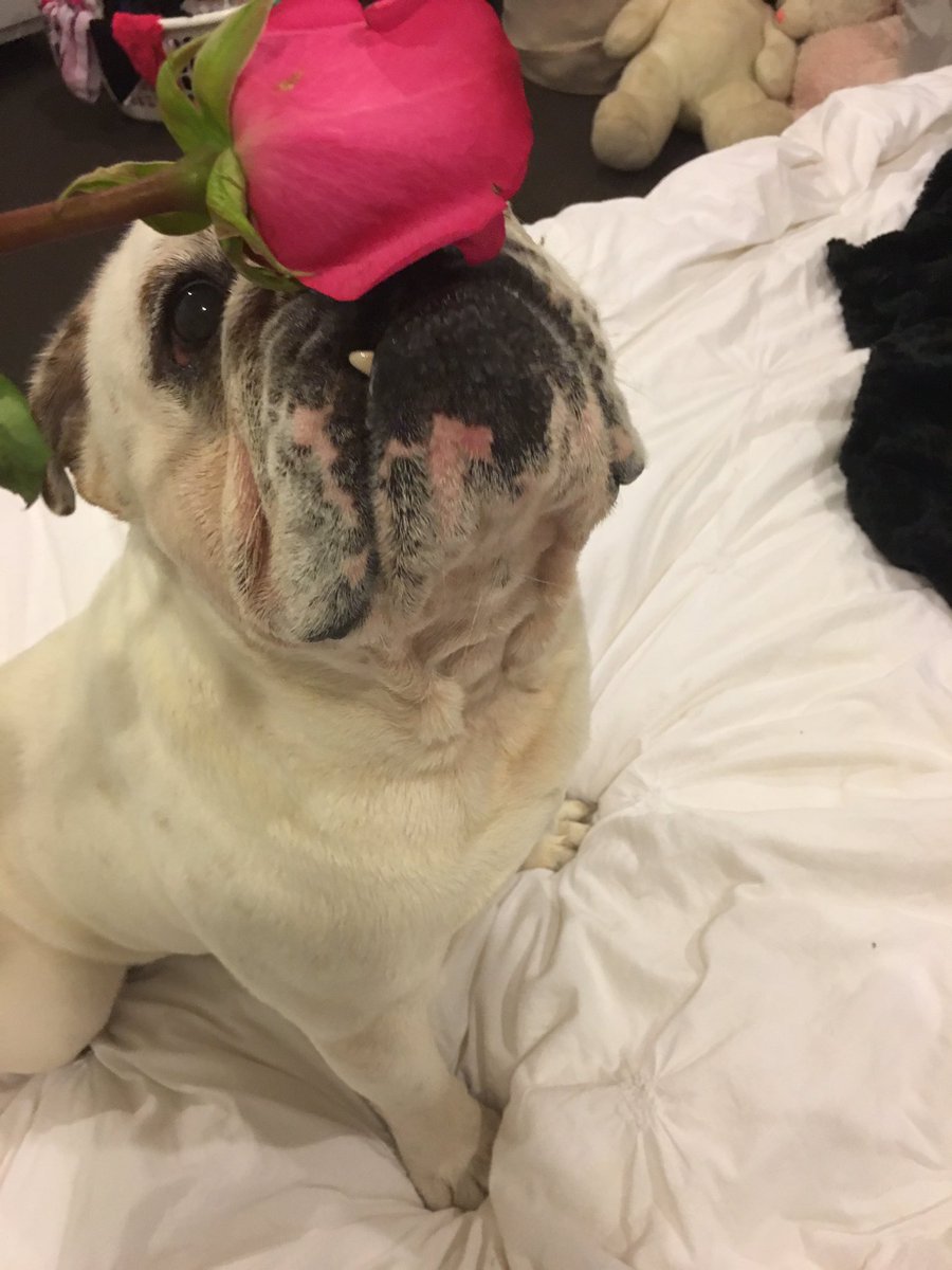 Ms_Mi5chf's tweet photo. It appears that bulldogs also appreciate a good flower delivery....💖🌷🐶!!! #englishbulldog #bulldog #myboy #furbubba https://t.co/yWJmFADunM
