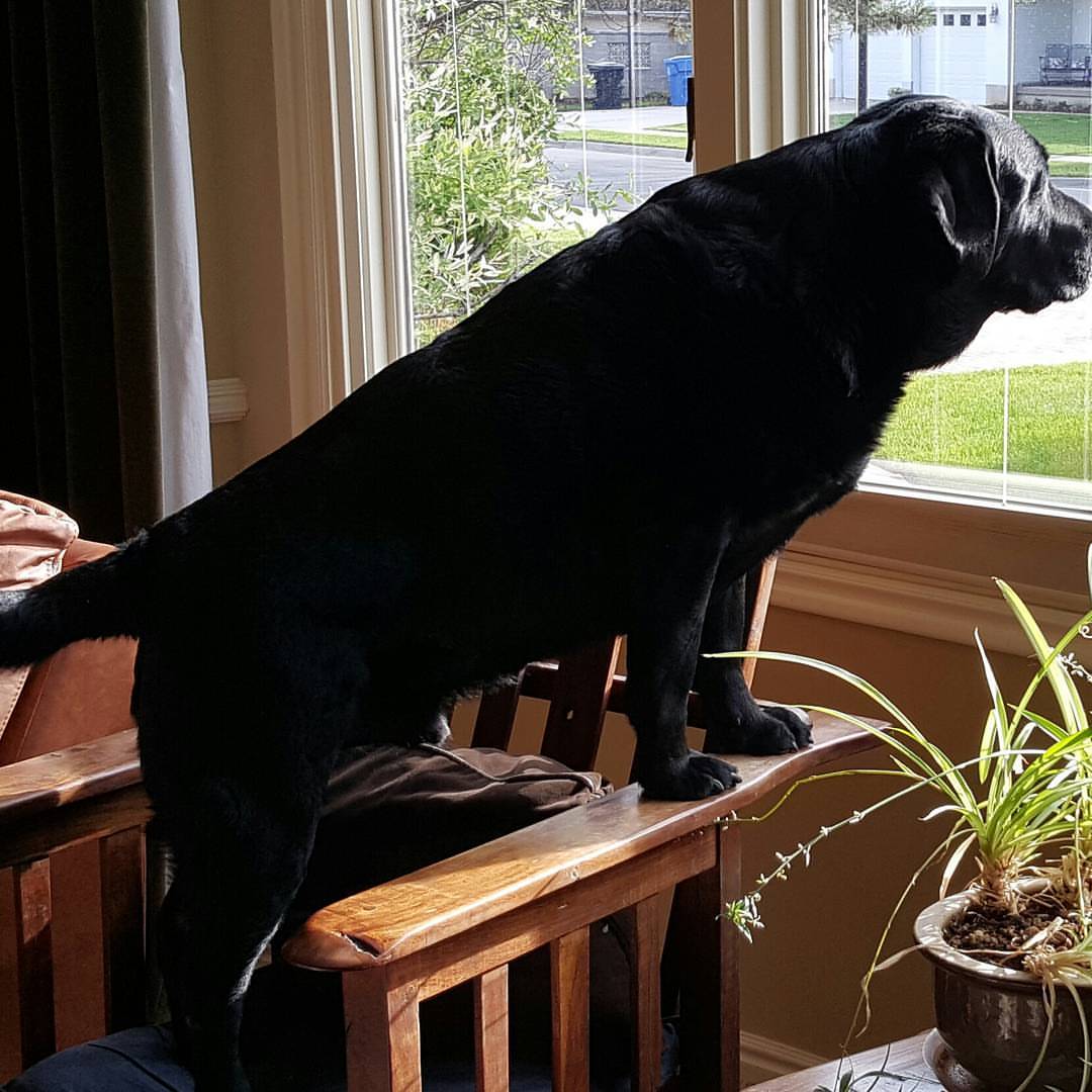 cecoop's tweet image. We call him 10ft Bear #labsareawesome #labsofinstagram