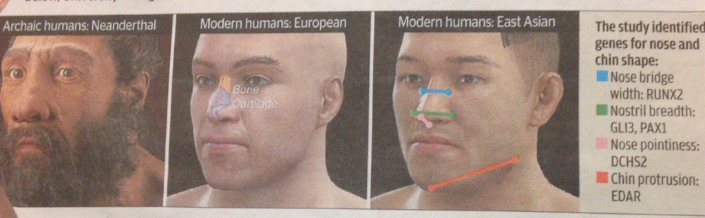 Duncan Atherton On Twitter The Genes To Control Nose Shape Https T Co Mc7vohh1ud