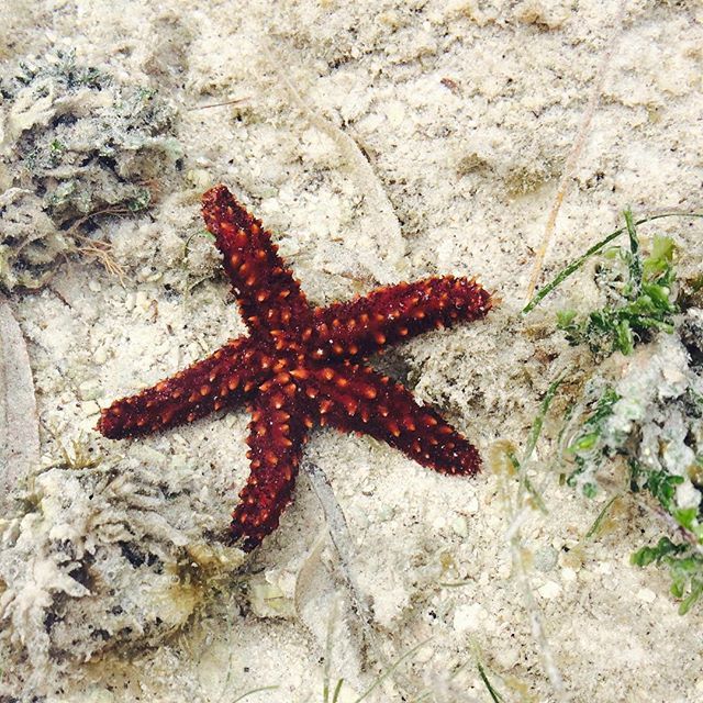 starfish low