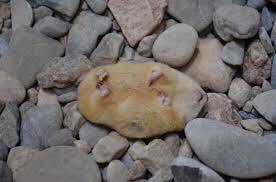 ぽこ太郎 秘密にしておきたかった生き物 サバクキンモグラ きなこもちみたいなもふもふ