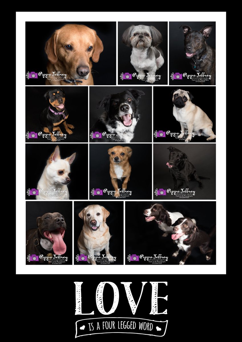 PippaPhoto's tweet image. Love Is A Four Legged Word :)
Please feel free to share &amp;amp;tag, please do not crop off my watermark.