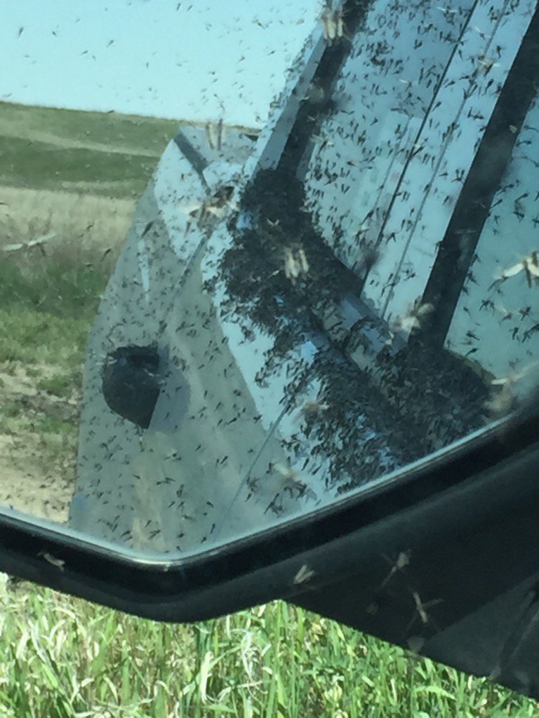 #bugs a little thick out at Rafferty dam to day. @LizPGlobal <a href="/TornadoGreg/">Greg Johnson</a>