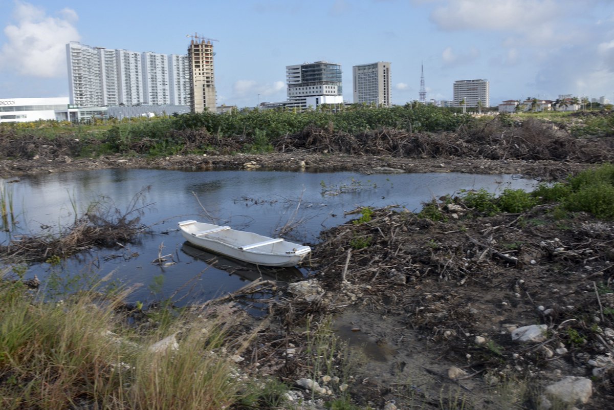 Pajaropolitico's tweet photo. Manglar #Tajamar quedó desprotegido desde hace 10 años por un estudio ‘patito’ de Semarnat https://t.co/JxhAGkho8L https://t.co/5Y8AEIcaNg
