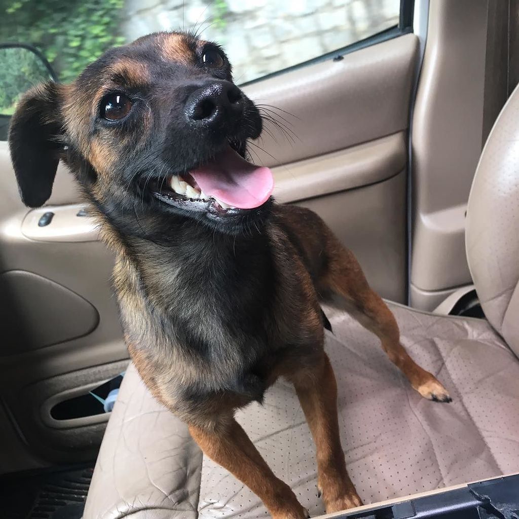 meekie75's tweet image. Foster dog!!! #Slator 🍭 by yahnee_n