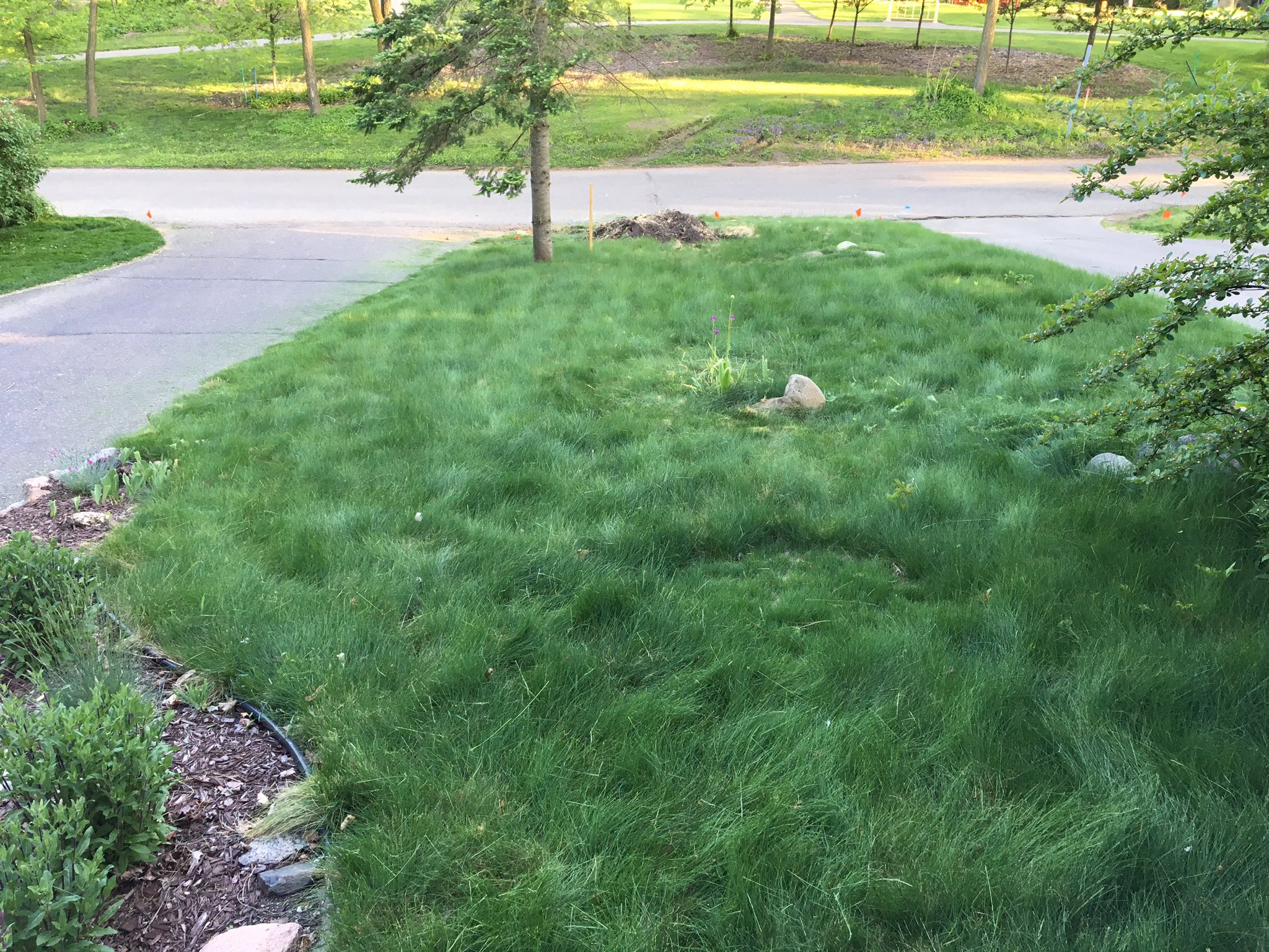 Sheep fescue deals