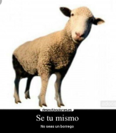 GzzRq's tweet photo. Así es! Tu te haces responsable de lo que publicas y por que lo haces, Que nadie te diga que SI y que NO! #Pos'oye 😉 https://t.co/LoopTmEQU9