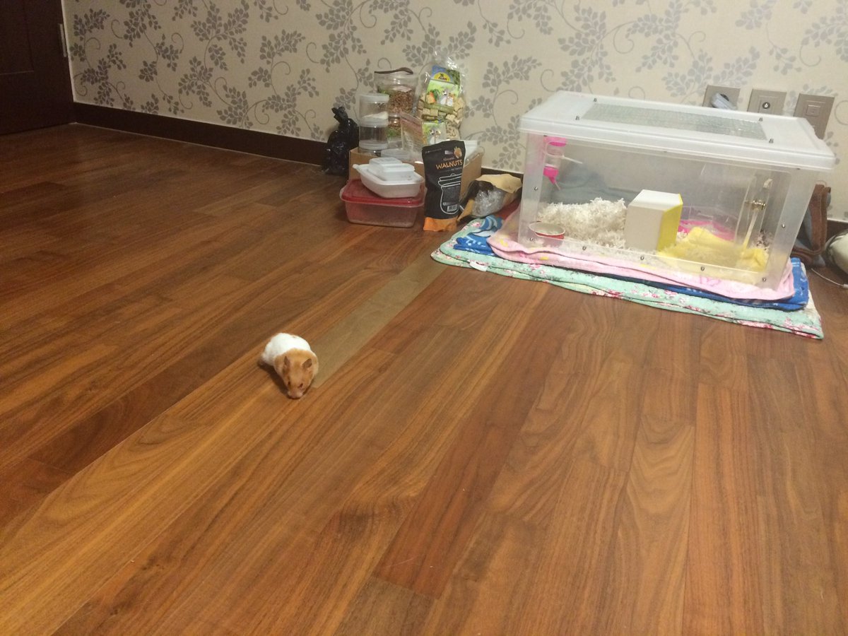 altong2pic's tweet photo. 누가 방에다 햄찌 흘렷냐 https://t.co/f1fDGkVVss