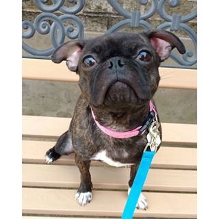 Joy_PhotoCam's tweet photo. Hello loves! #AngelTheBugg #pug #Bugg https://t.co/ctfklQnj2K https://t.co/P7vYaINYcL