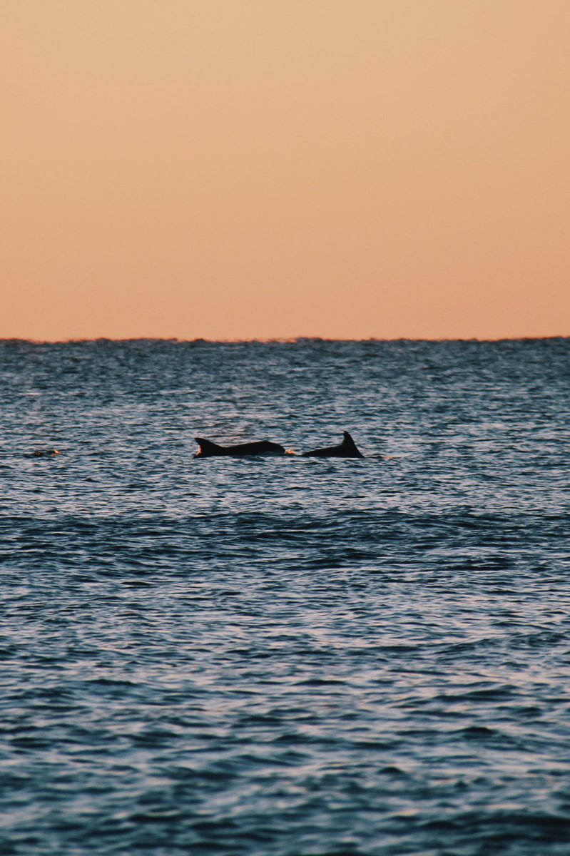 RyanPernofski's tweet photo. I was swimming through the sea with my Dolphs #youknowhowthatshouldgo https://t.co/wmObtZA008