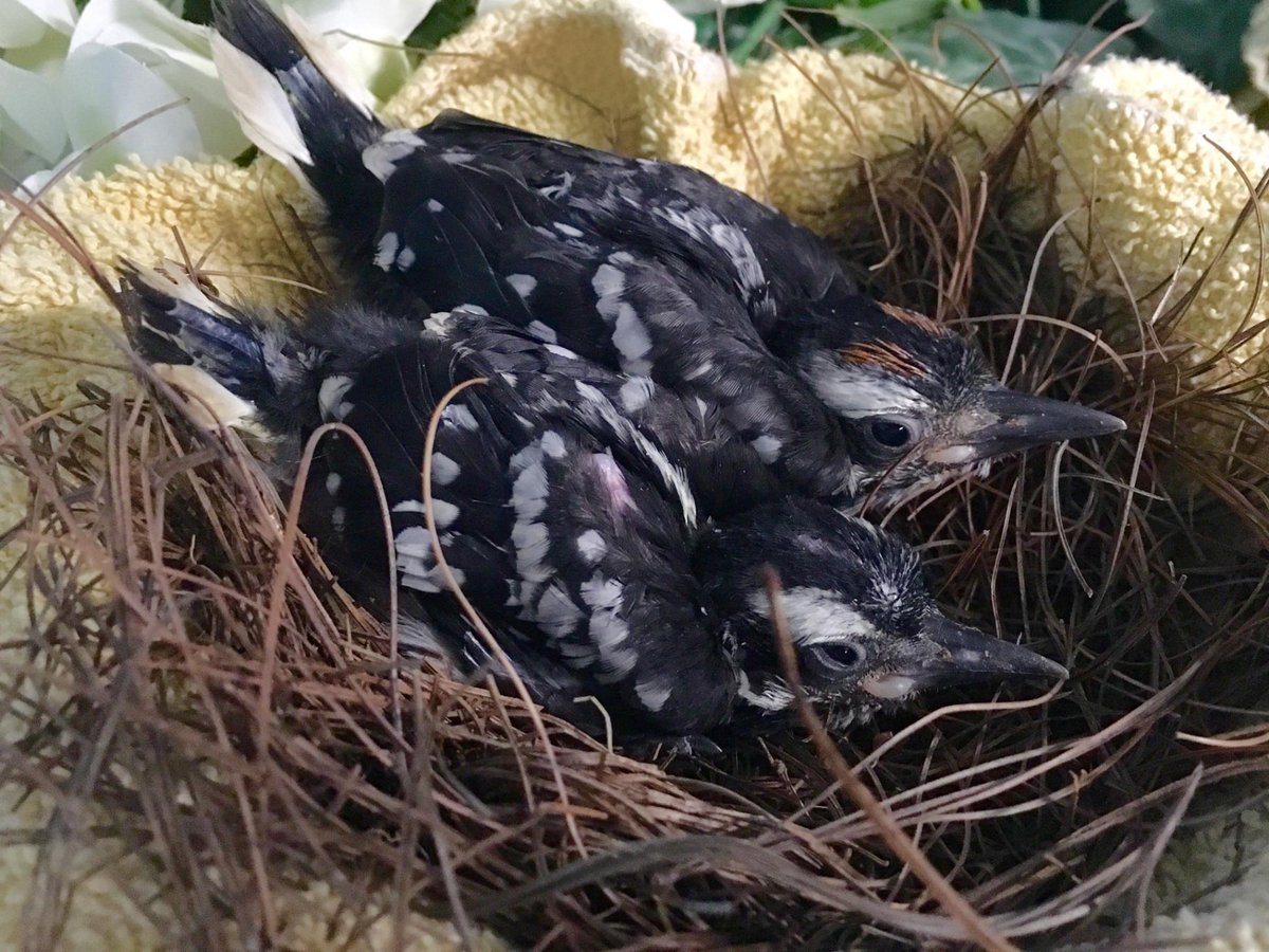 nestling #DownyWoodpeckers Their tree was cut down and a third baby did not survive. #birdsinrehab #birds #westernpa