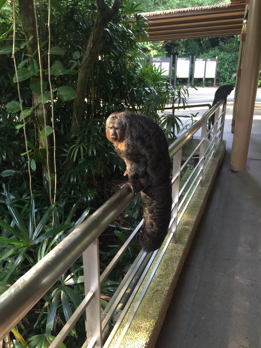 aCherryys's tweet image. That's a funny looking hamster #justmonkeythings