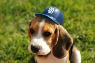JennBarMethodSD's tweet image. #padrespets