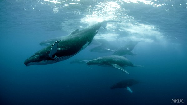 тихоокеанский океан. про океанов видео. 19. тихий океан шторм огромные волны цунами. сидней тихий океан.